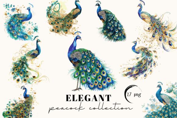 Peacock Clipart & Watercolor Illustrations Review
