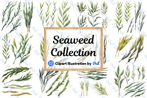 Seaweed Collection Clipart Watercolor Illustrations Review