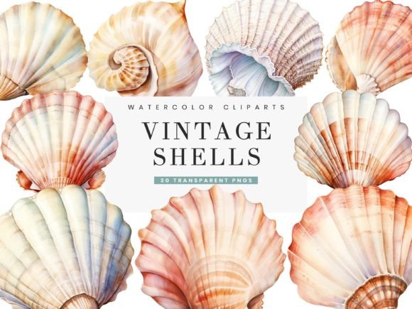 Vintage Shell Illustrations for Coastal Branding