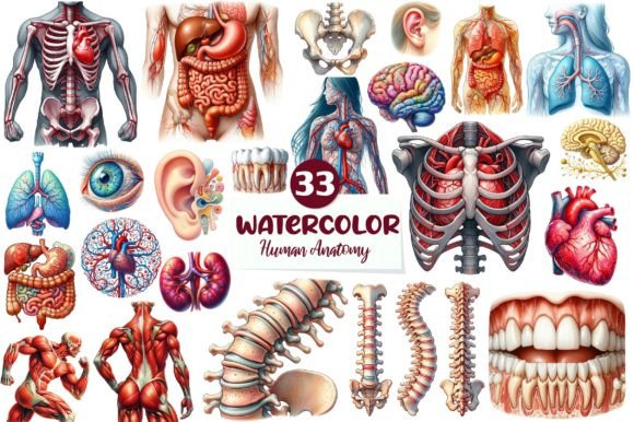 Watercolor Human Anatomy Clipart for Embroidery